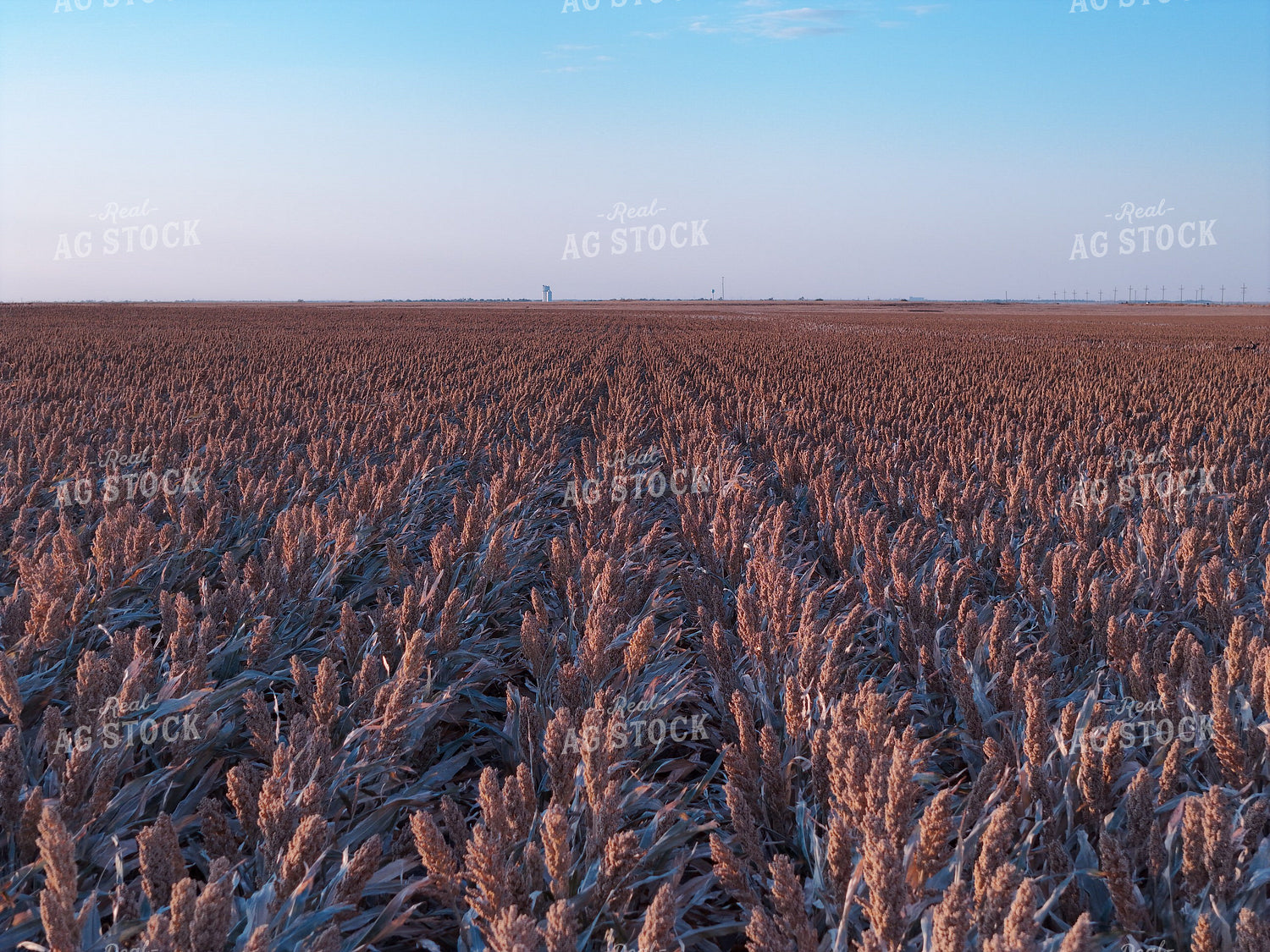 White Milo Field 239089