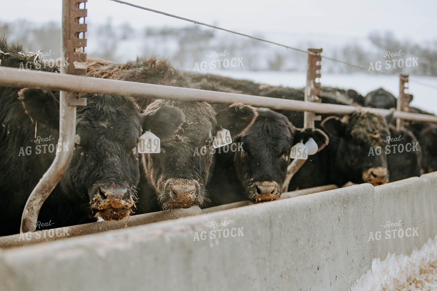 Angus Cows at Trough 77061