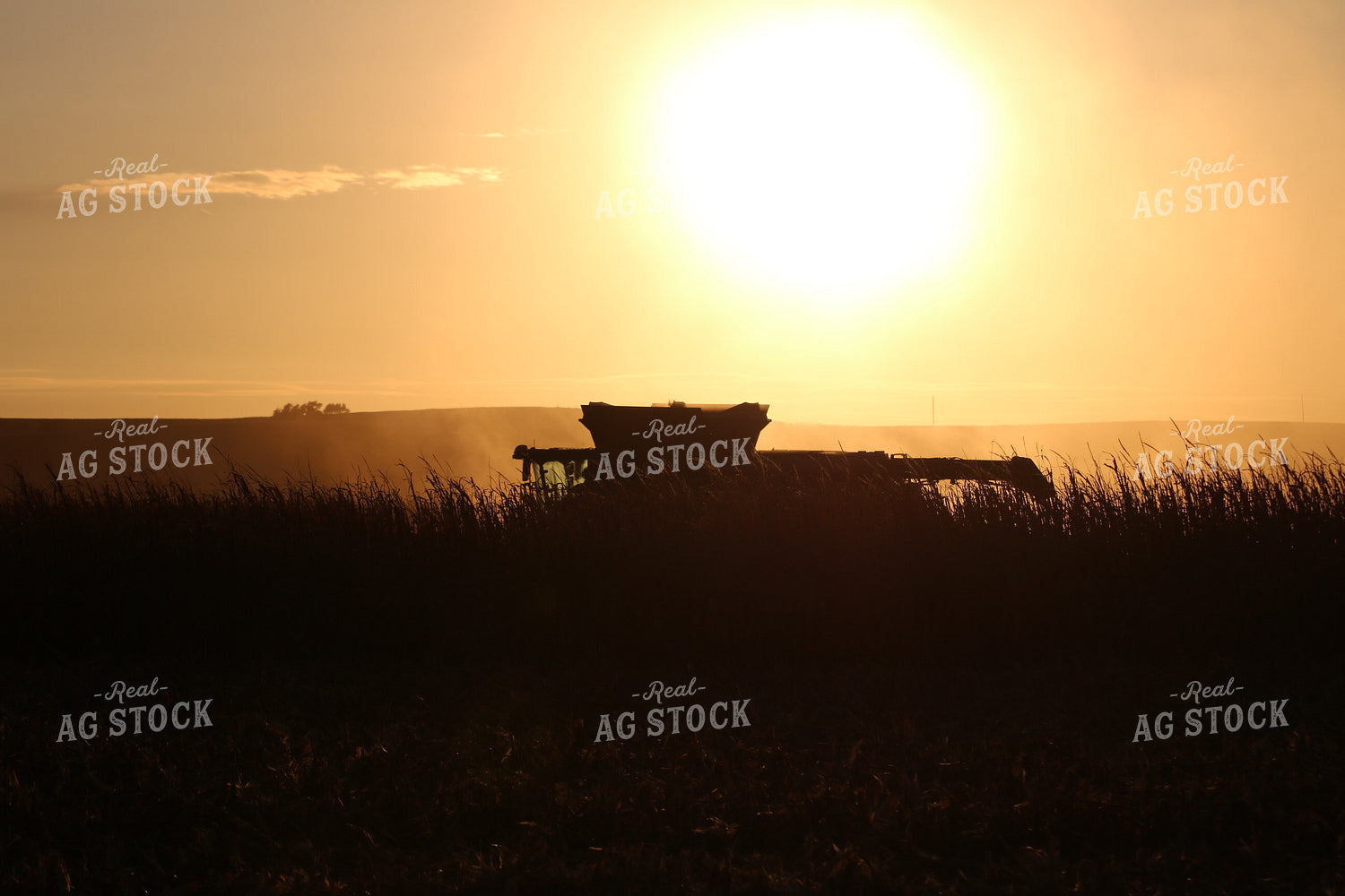 Corn Harvest at Sunset 82103