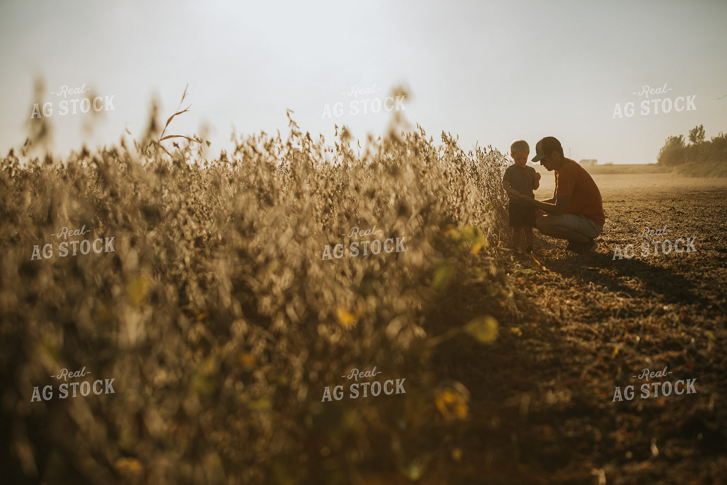 Farmer and Son Testing Soybean Moisture 4785