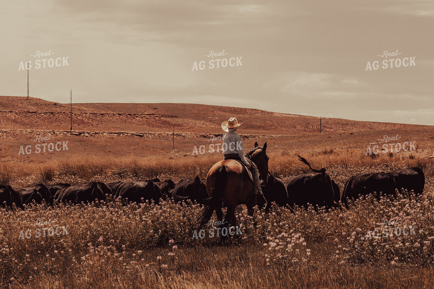 Moving Cattle on Horseback 58184