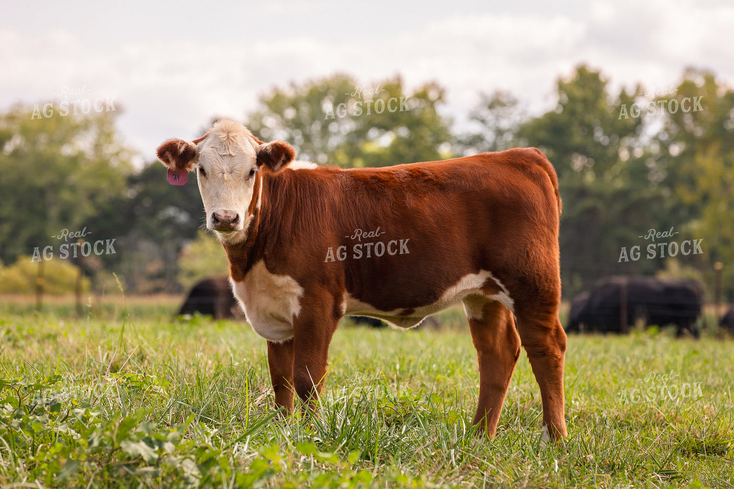 Hereford Show Cattle 52756