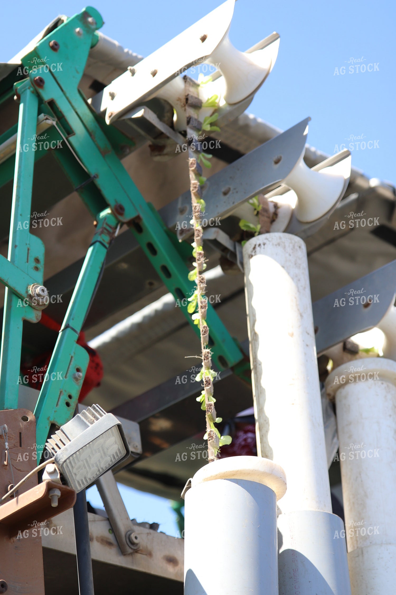 Planting Artichokes 102122