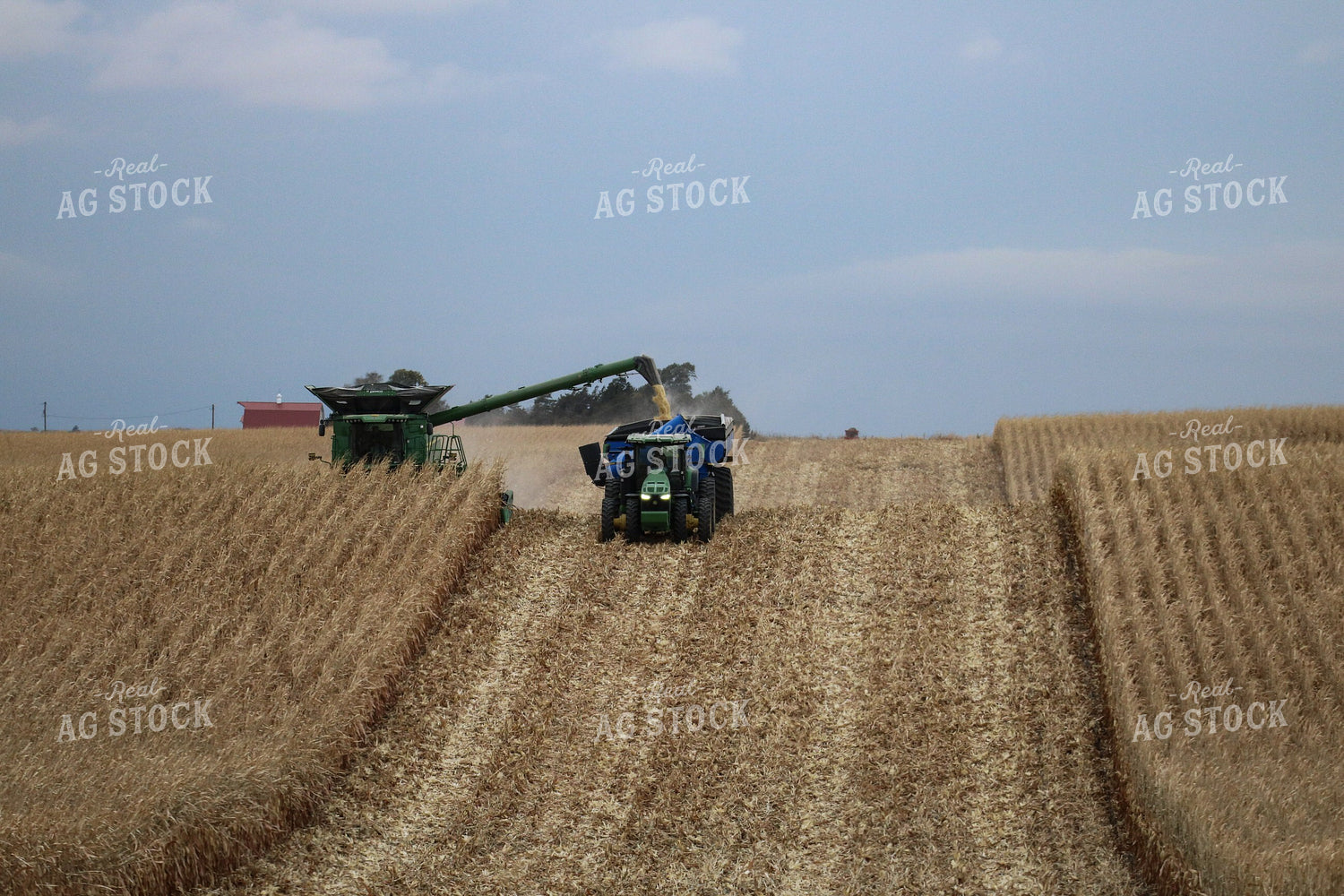 Corn Harvest 82159