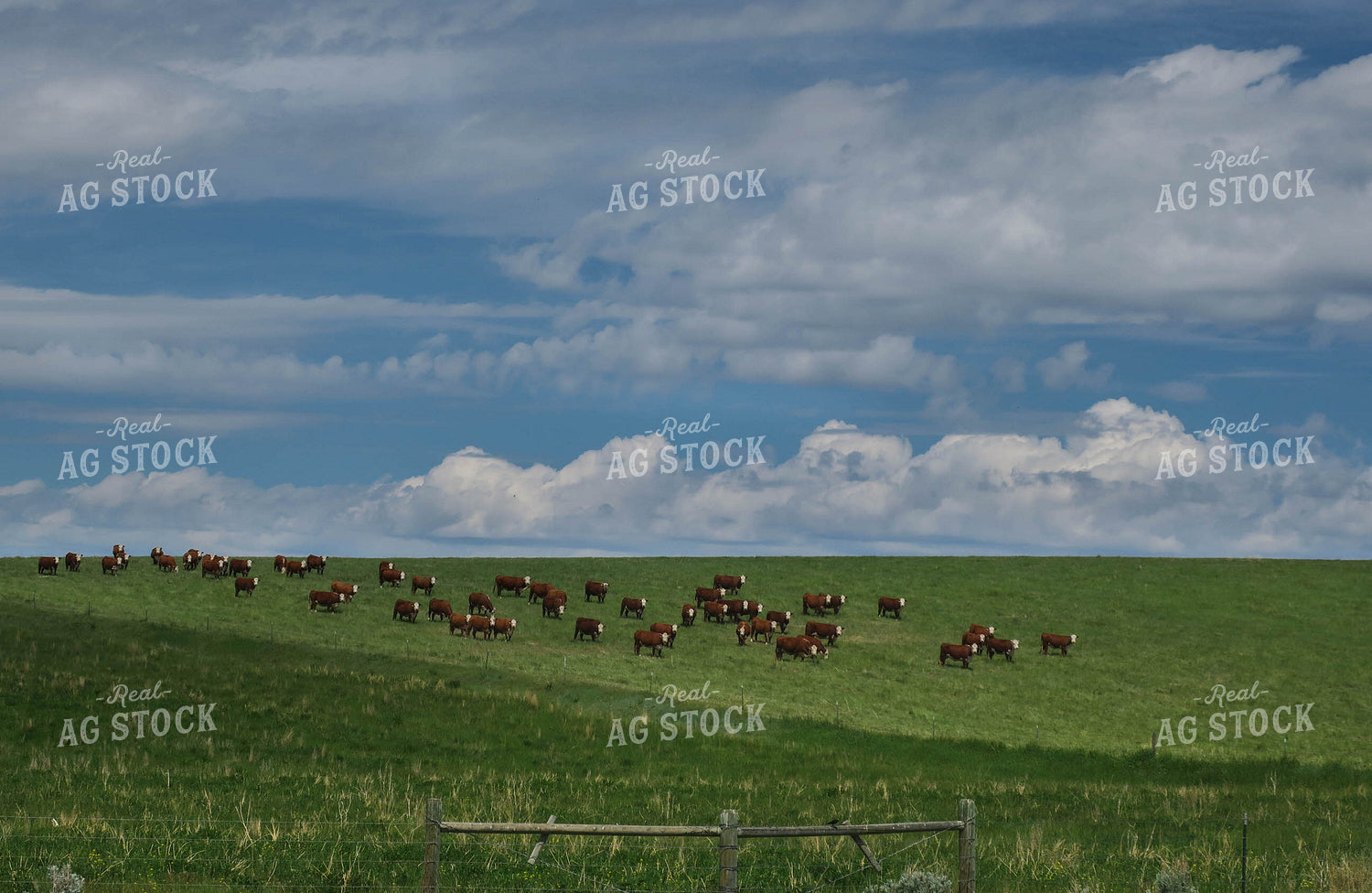 Hereford Cattle in Pasture 81039
