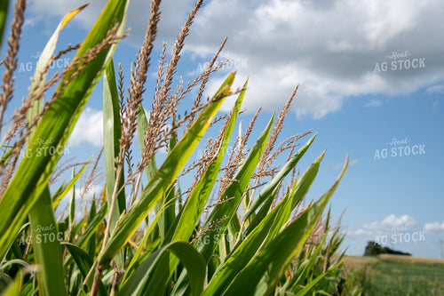 Corn Tassels on Sunny Day 25039