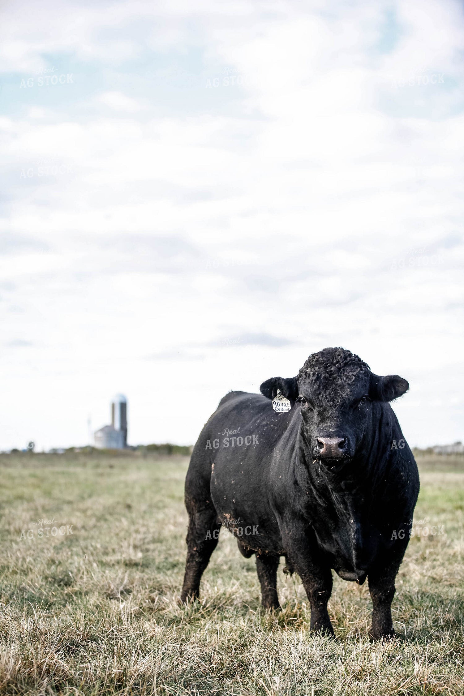 Angus Bull 230000