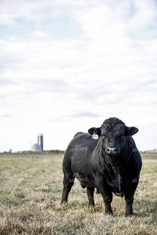 Angus Bull 230000