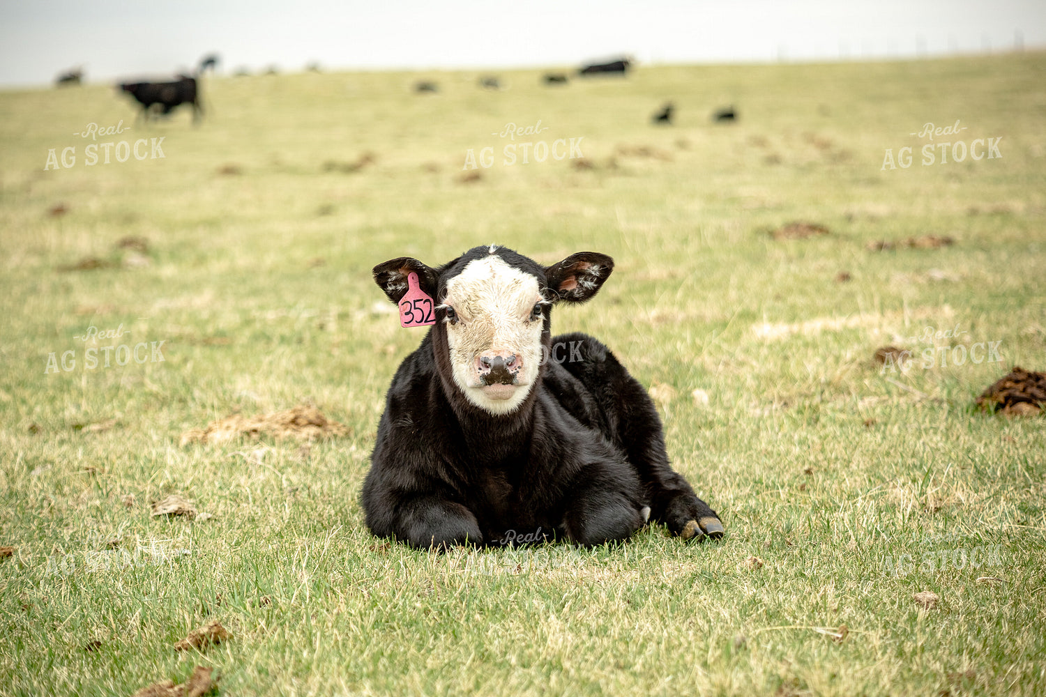 Black Baldy Calf 155684