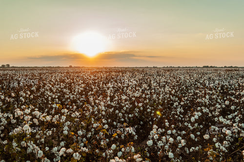 Field of Cotton 59064
