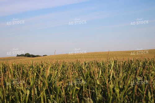 Mid-Season Corn Field 82362