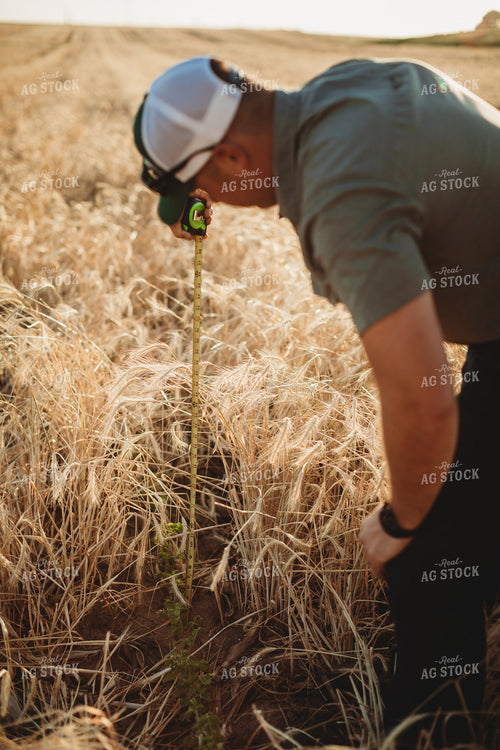 Farmer Agronomist with Tape Measure in Soybean and Rye Cover Crop Field 5857