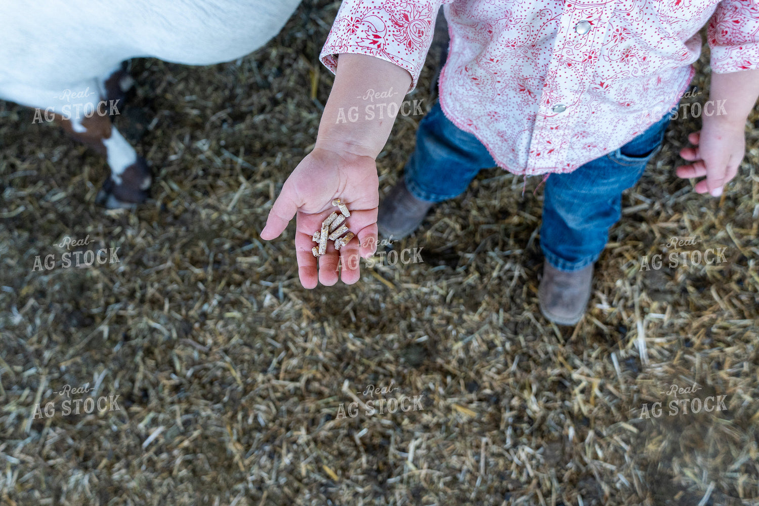 Farm Kid with Goat 65220