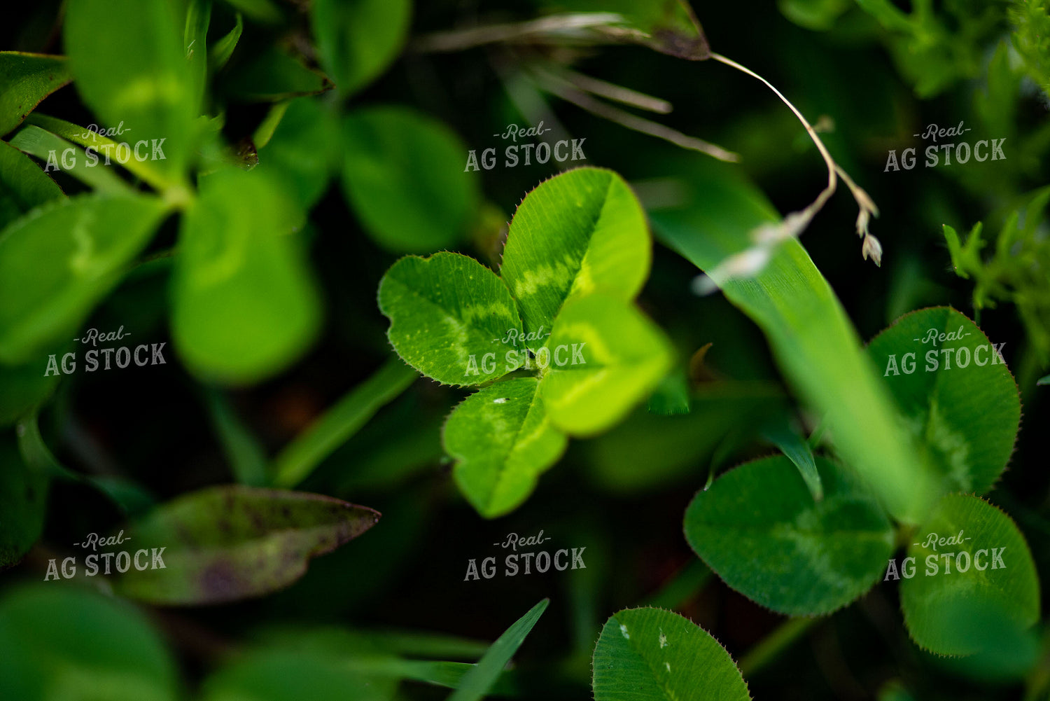 Clover Leaves 136060
