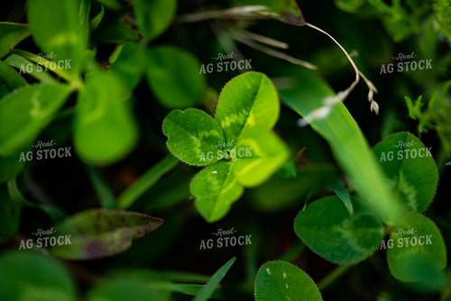 Clover Leaves 136060