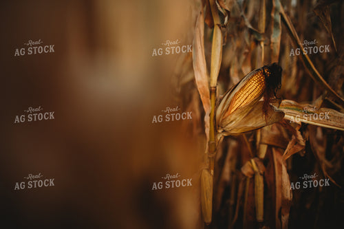 Dried Ear of Corn 3403