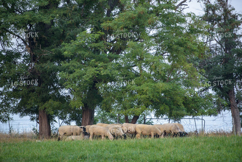 Flock of Sheep Grazing in Pasture 57005