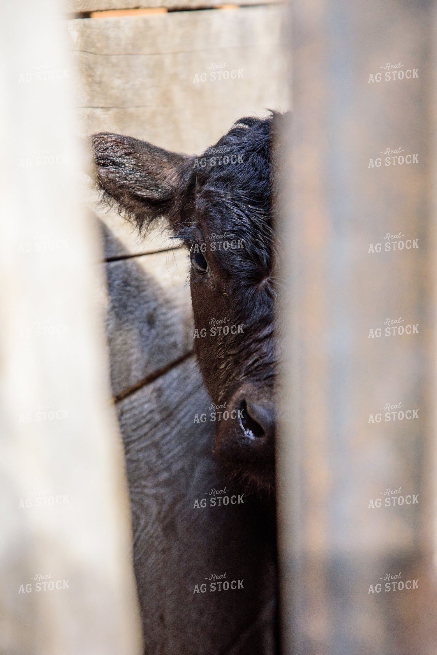 Calf in Stockyards 51036