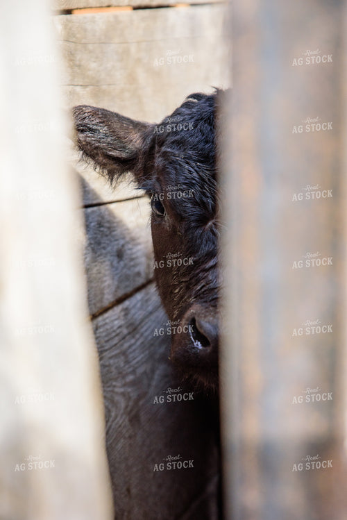 Calf in Stockyards 51036