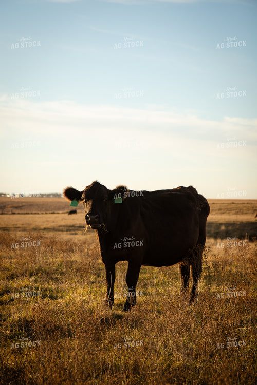 Cattle on Pasture 268243