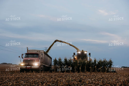 Chopping Corn Silage 152019