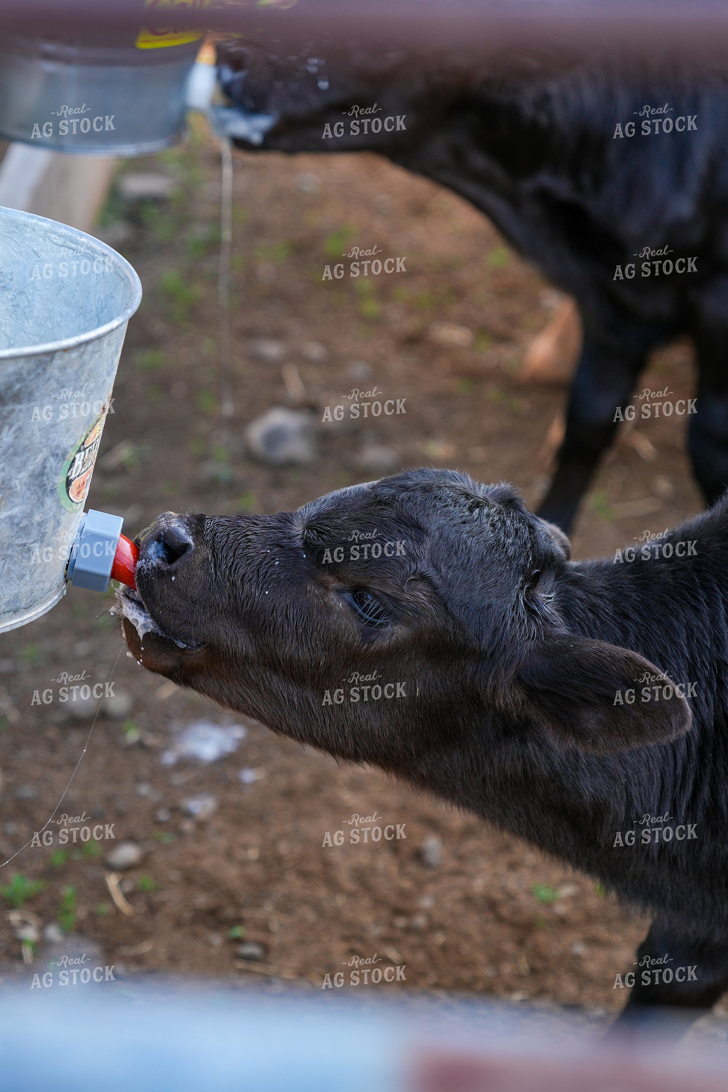 Black Calf Drinking Milk From a Feeding Bucket on a Farm 65301