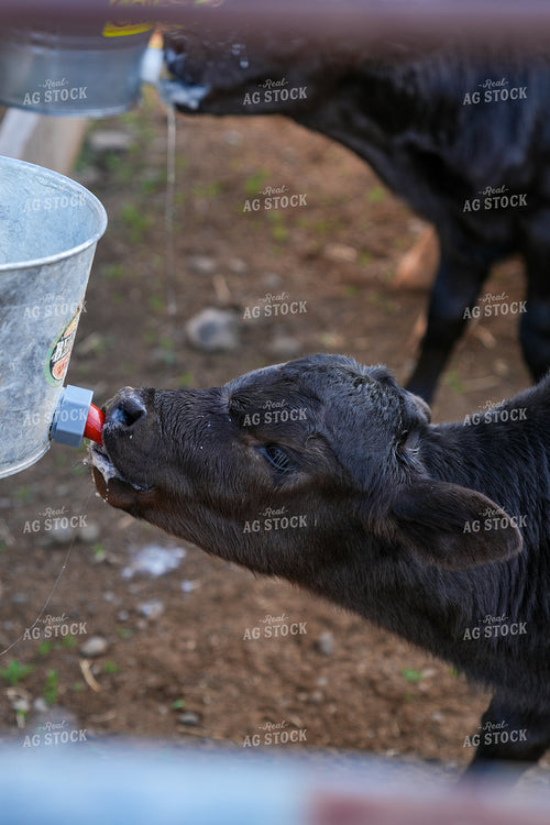 Black Calf Drinking Milk From a Feeding Bucket on a Farm 65301