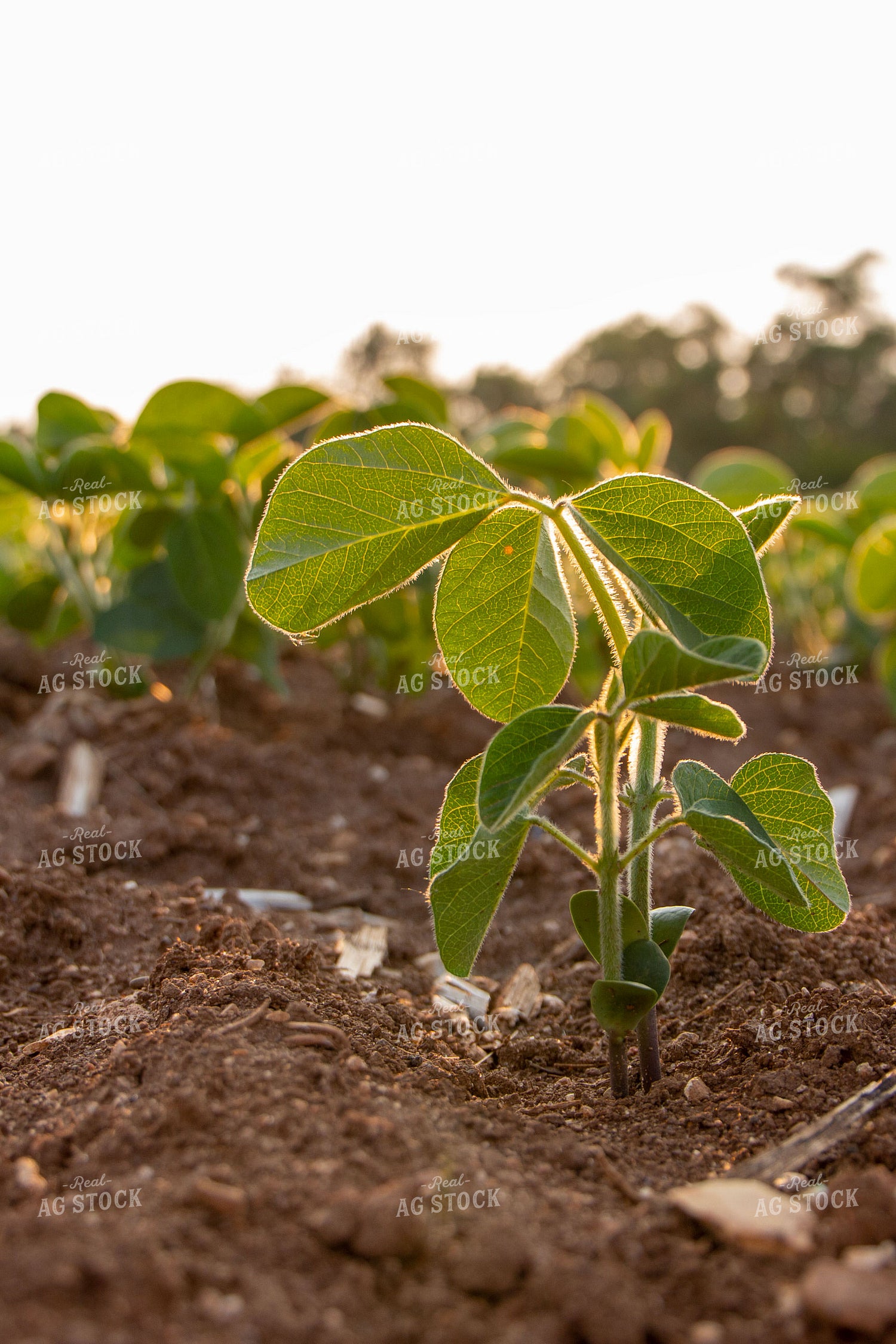 Early Growth Soybeans 157083