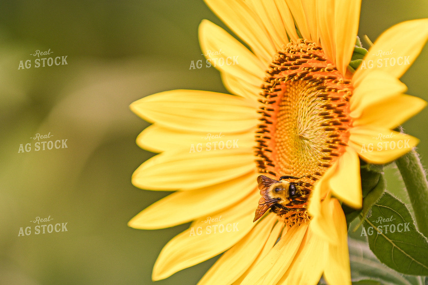 Bee on Sunflower 158003