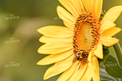 Bee on Sunflower 158003