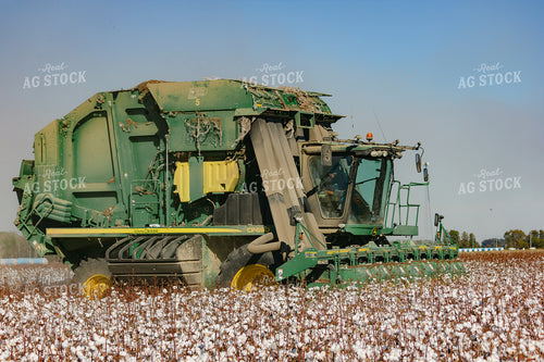 Harvesting Cotton 291069