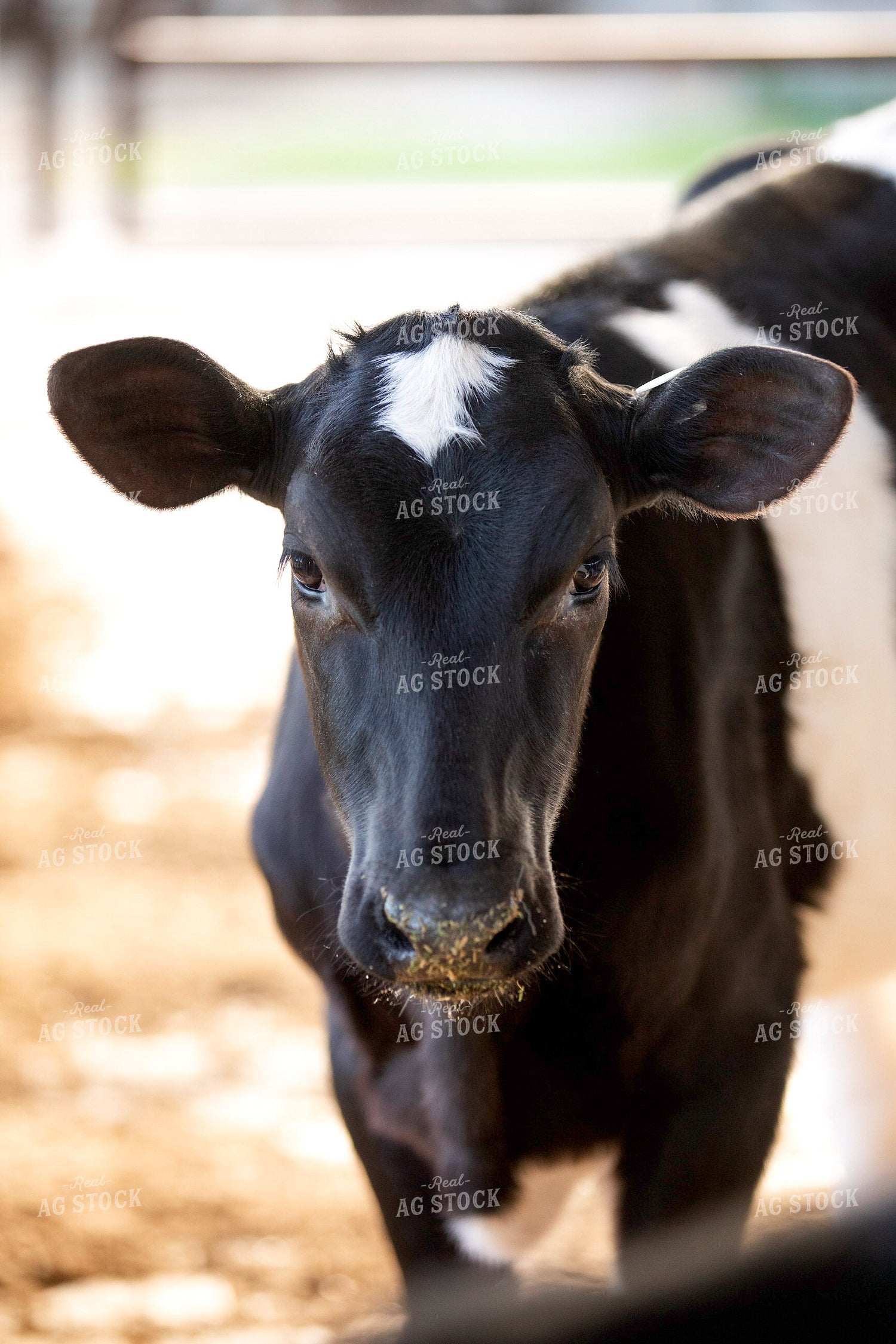 Holstein Calf 55276