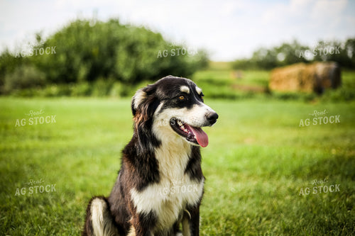 Farm Dog 155291