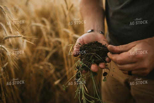 Farmer in Rye Field with Clover 5995