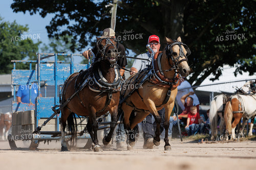 Horse Pulling 52898