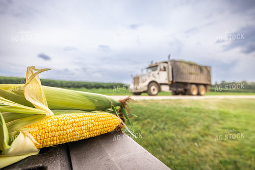Dented Corn on Truckbed 270592