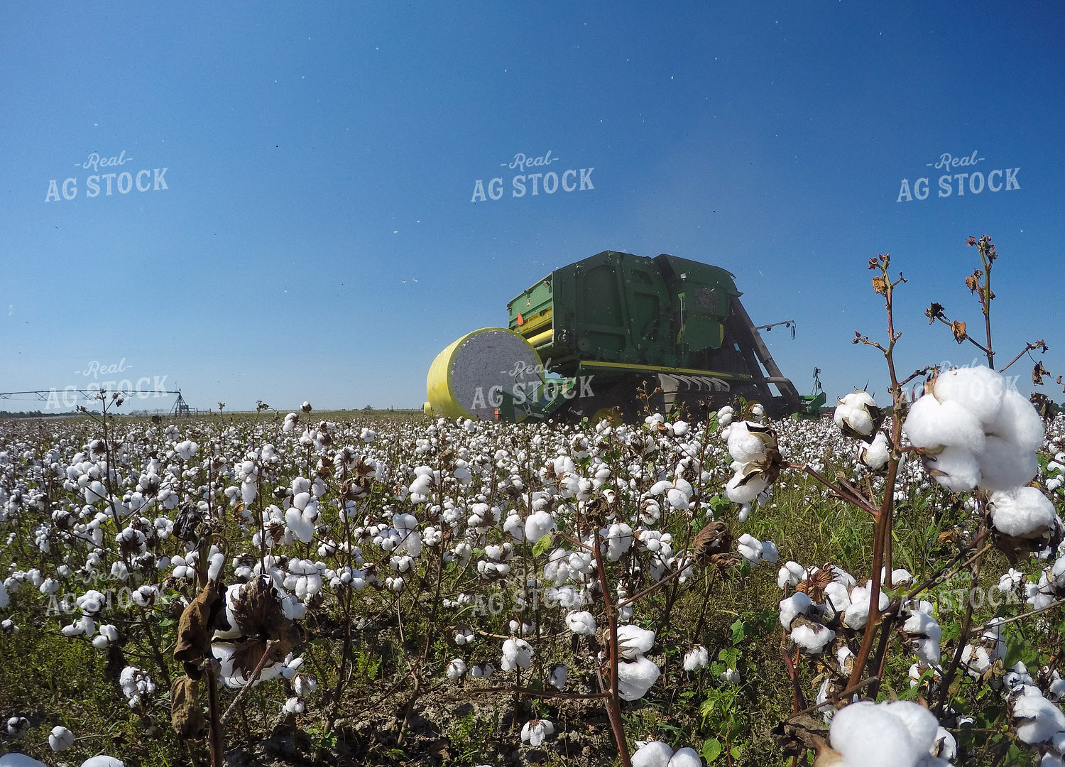 Cotton Harvest 149006
