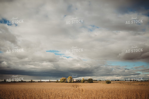 Dried Soybean Field with Train 3382