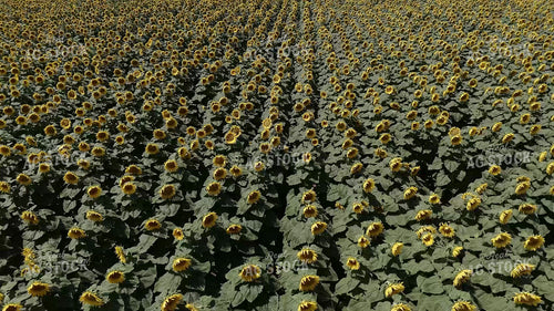 Sunflower Field 239359