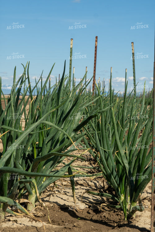 Onion Field 65673
