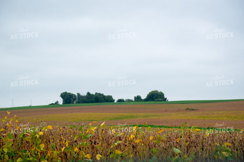 Replanted Soybean Field Maturing at Different Rates 25490