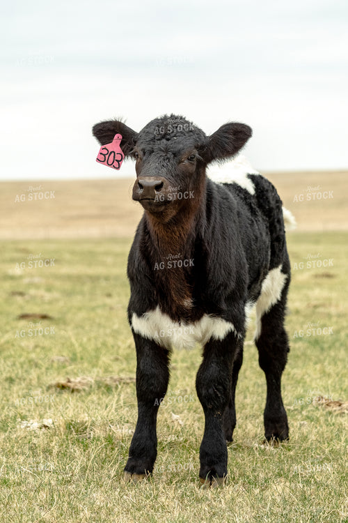 Young Calf 155722