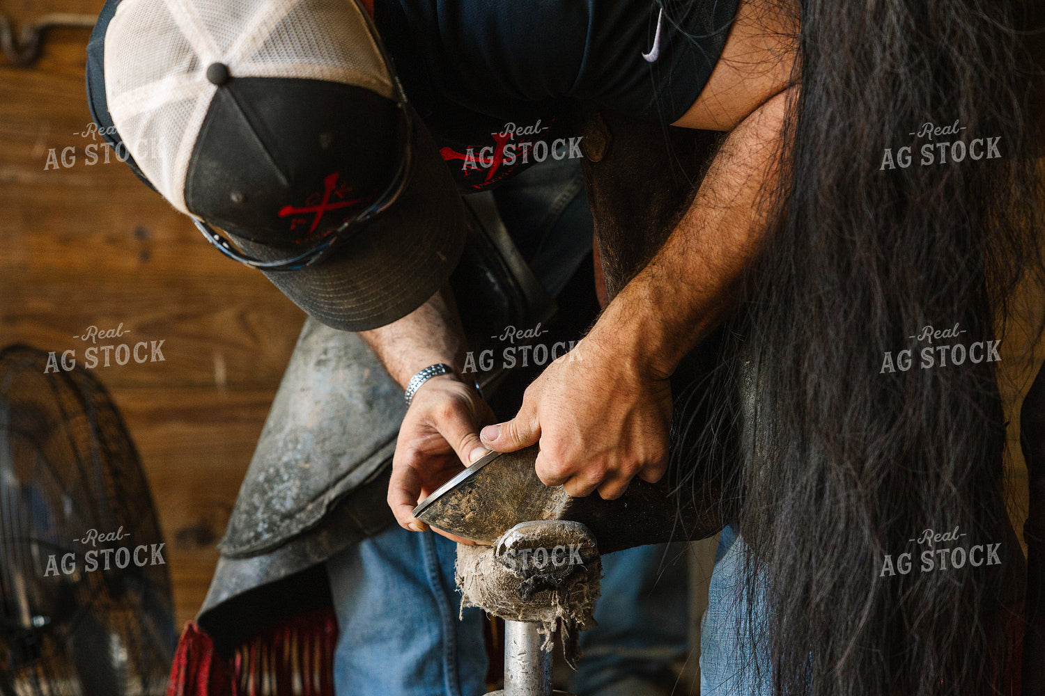 Farrier Fitting Horseshoes 52714