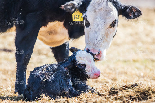 Mother Cow Licks Freshly Born Calf Clean in Pasture 138021