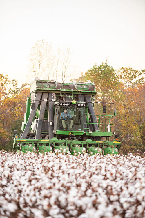 Cotton Harvest 136176
