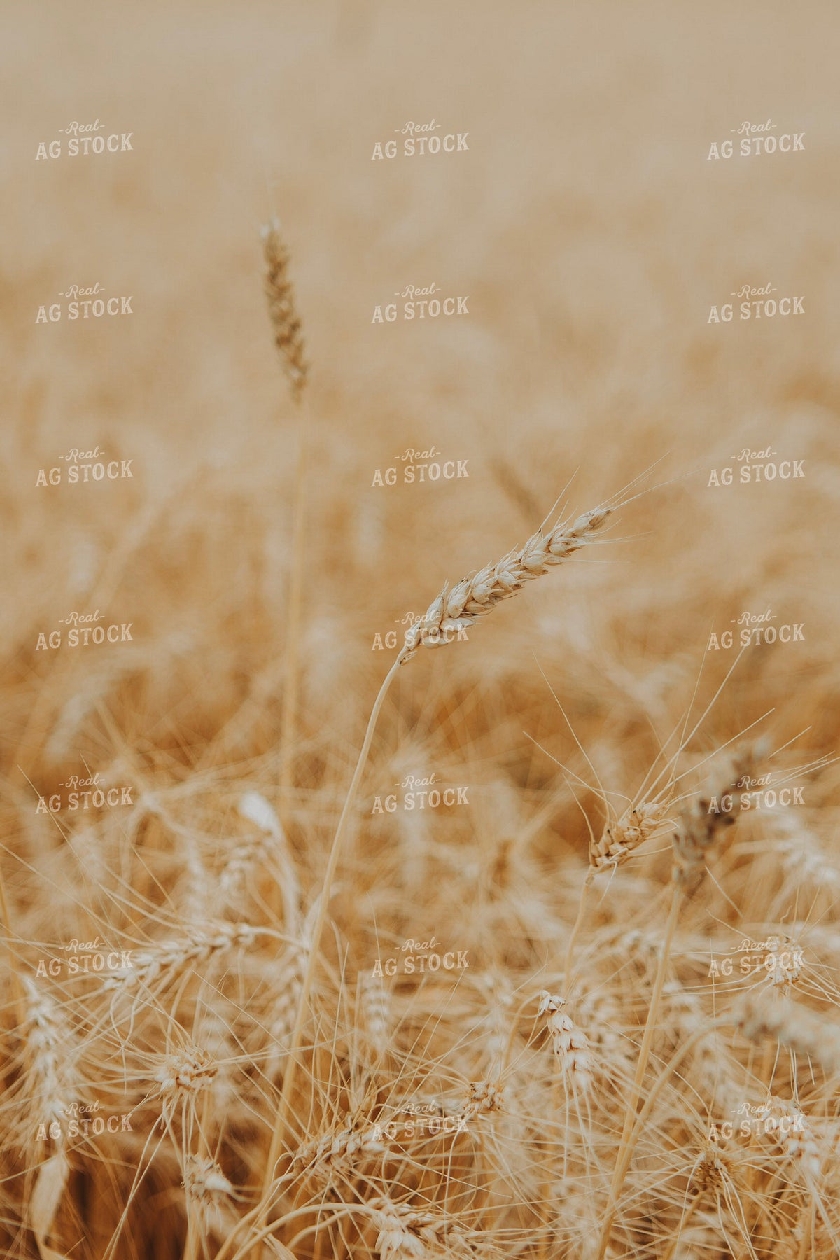 Wheat Field 187384