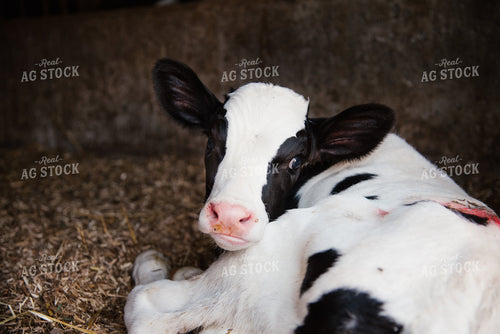 Holstein Calf 137094