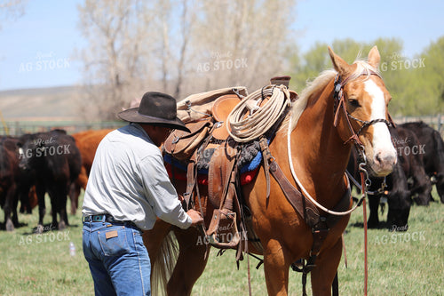 Working Cattle 102141