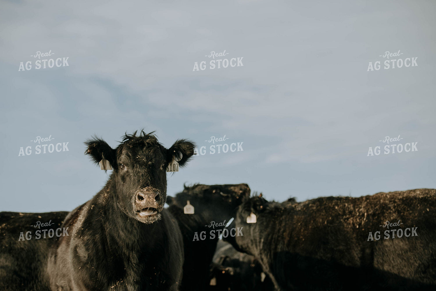 Angus Cow Head 77032