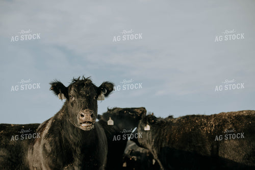 Angus Cow Head 77032